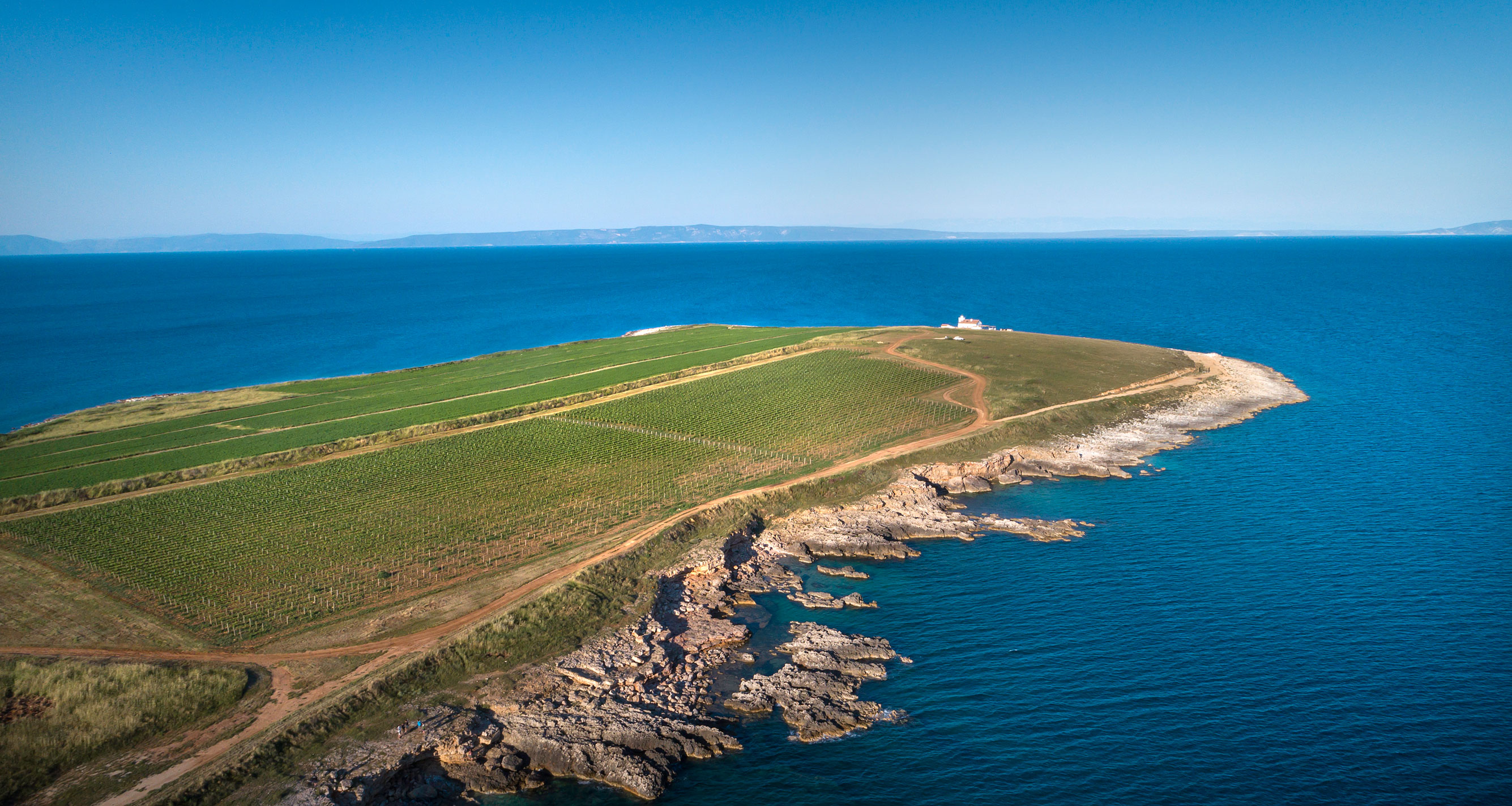 Punta Terroir vineyard